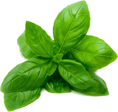 Albahaca Albahaca