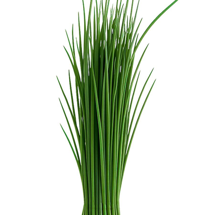 Cebollín Agrofresh Cebollín Agrofresh