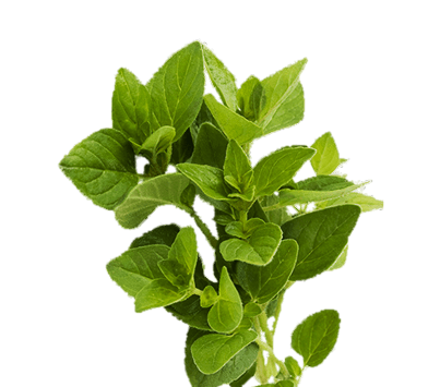 Orégano Orégano